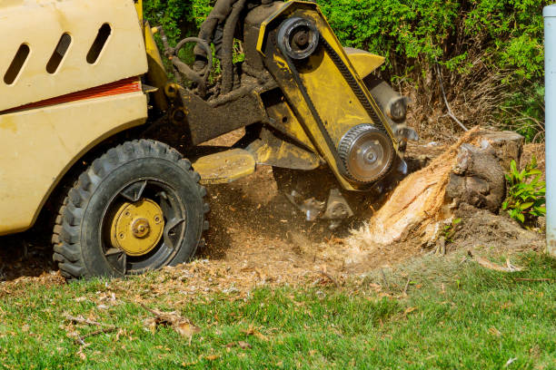 How Our Tree Care Process Works  in  Choudrant, LA